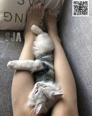 精品在线不卡